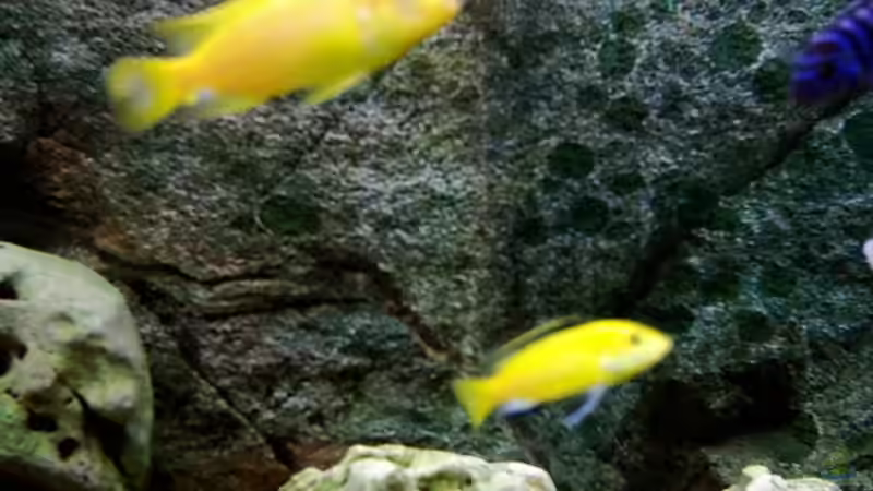 Besatz im Aquarium Becken 415 von Kay Bergmann (23)