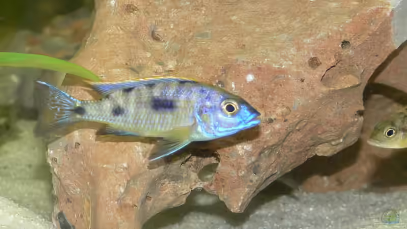 Besatz im Aquarium Becken 4151 von Christian Klar (16)