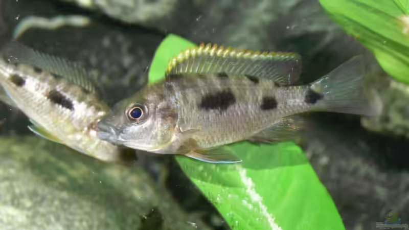 Besatz im Aquarium Becken 4151 von Christian Klar (19)