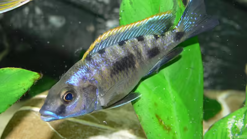 Besatz im Aquarium Becken 4151 von Christian Klar (20)