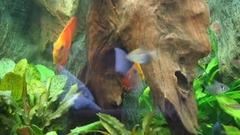 Besatz im Aquarium Becken 4158 von Friedrich Straßl (10)