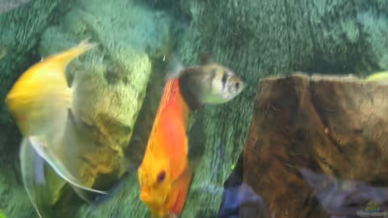 Besatz im Aquarium Becken 4158 von Friedrich Straßl (13)