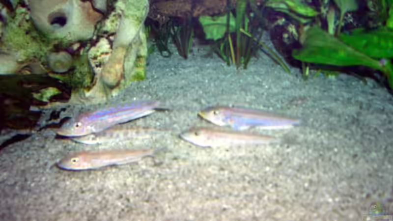 Besatz im Aquarium Becken 4168 von Rainer Völlmer (11)