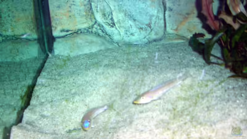 Besatz im Aquarium Becken 4168 von Rainer Völlmer (12)