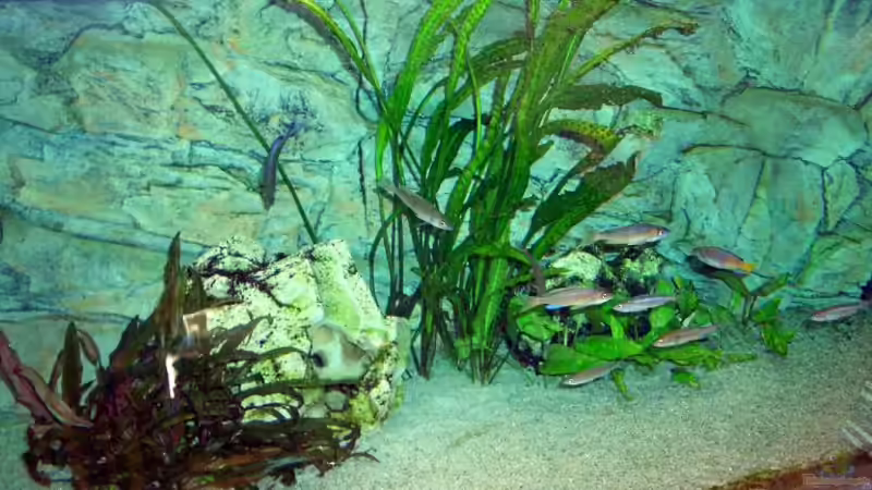 Besatz im Aquarium Becken 4168 von Rainer Völlmer (7)