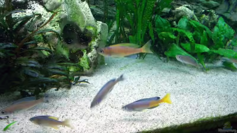 Besatz im Aquarium Becken 4168 von Rainer Völlmer (8)