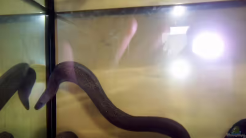 Besatz im Aquarium Becken 4171 von Killi (7)