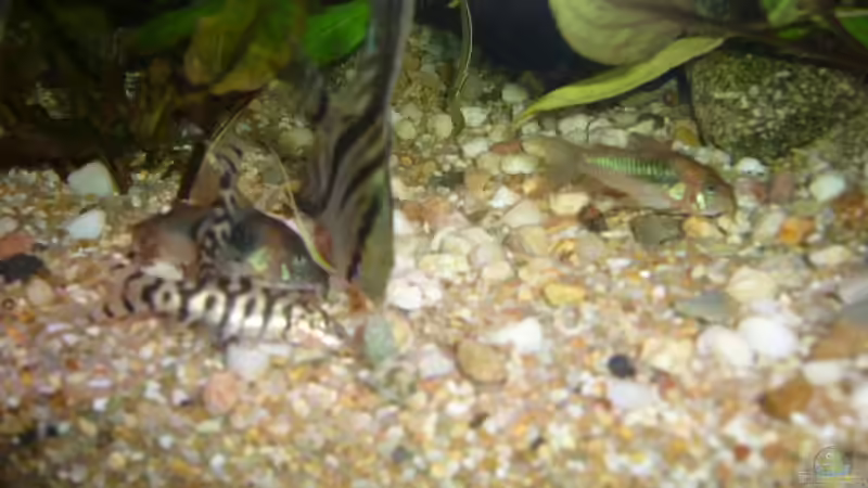 Besatz im Aquarium Becken 4199 von Joachim Reinhardt (30)