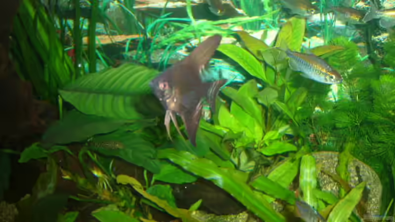 Besatz im Aquarium Becken 4199 von Joachim Reinhardt (31)