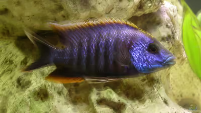 Besatz im Aquarium Becken 421 von Ralf Deingruber (3)