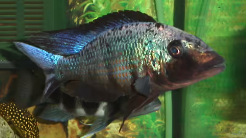 Besatz im Aquarium Becken 421 von Ralf Deingruber (5)