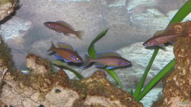 Besatz im Aquarium Becken 4210 von Michael Häberle & Jane Lindenlaub (10)