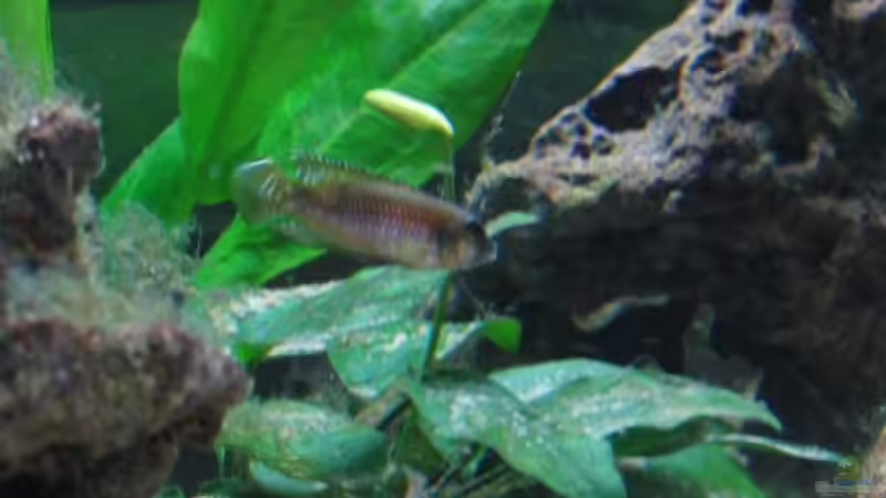 Besatz im Aquarium Becken 4210 von Michael Häberle & Jane Lindenlaub (13)