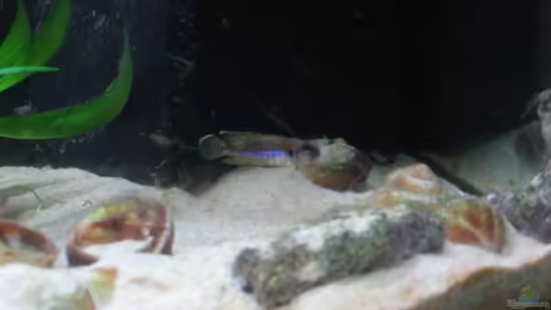 Besatz im Aquarium Becken 4210 von Michael Häberle & Jane Lindenlaub (14)