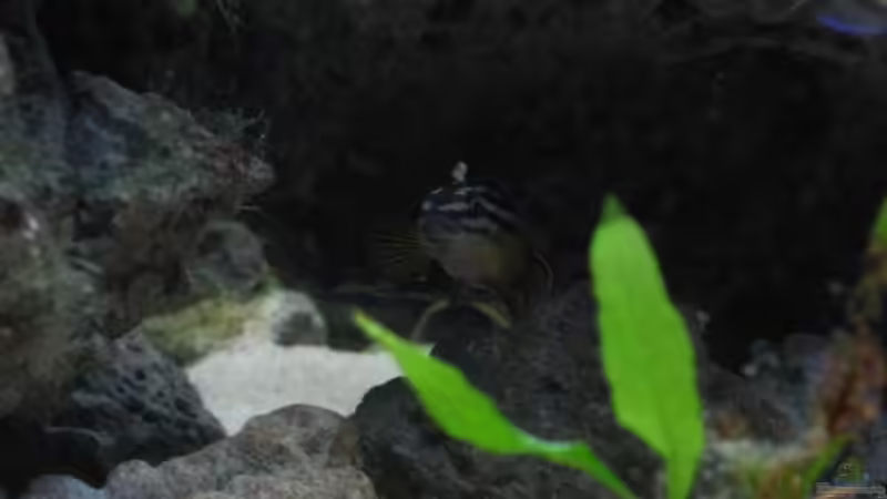 Besatz im Aquarium Becken 4210 von Michael Häberle & Jane Lindenlaub (15)