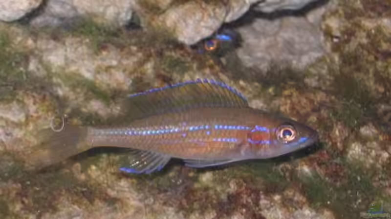 Besatz im Aquarium Becken 4210 von Michael Häberle & Jane Lindenlaub (9)