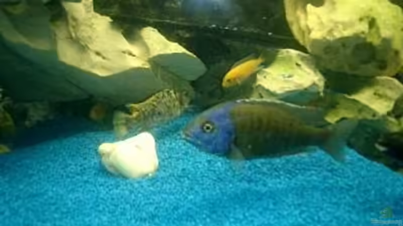 Besatz im Aquarium Becken 422 von Peter Fröse (11)