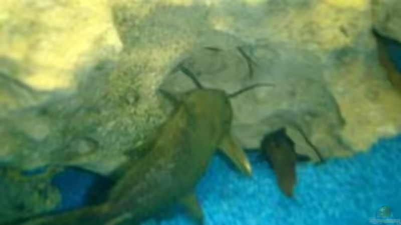 Besatz im Aquarium Becken 422 von Peter Fröse (12)