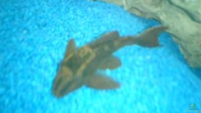 Besatz im Aquarium Becken 422 von Peter Fröse (13)