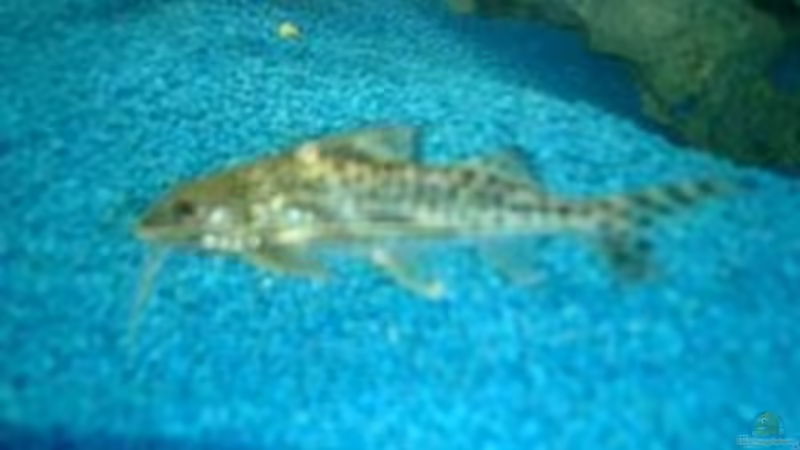 Besatz im Aquarium Becken 422 von Peter Fröse (14)