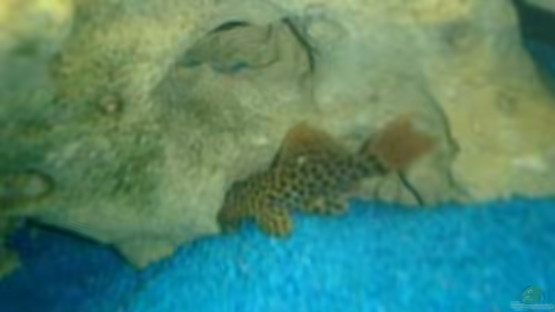 Besatz im Aquarium Becken 422 von Peter Fröse (15)