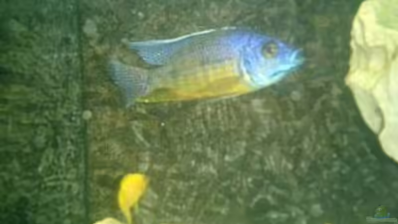 Besatz im Aquarium Becken 422 von Peter Fröse (8)