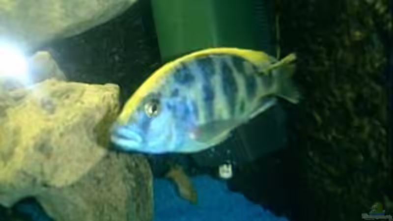 Besatz im Aquarium Becken 422 von Peter Fröse (9)