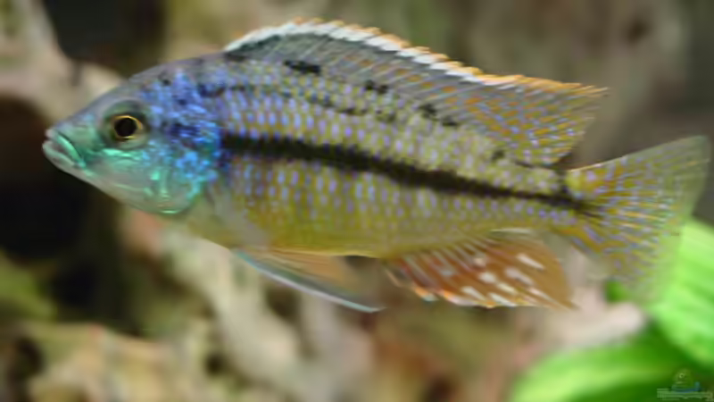 Besatz im Aquarium Becken 424 von Alex Bertram (11)