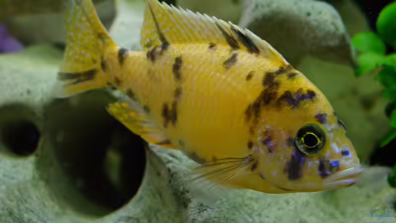 Besatz im Aquarium Becken 424 von Alex Bertram (12)