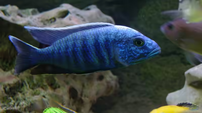 Besatz im Aquarium Becken 424 von Alex Bertram (13)