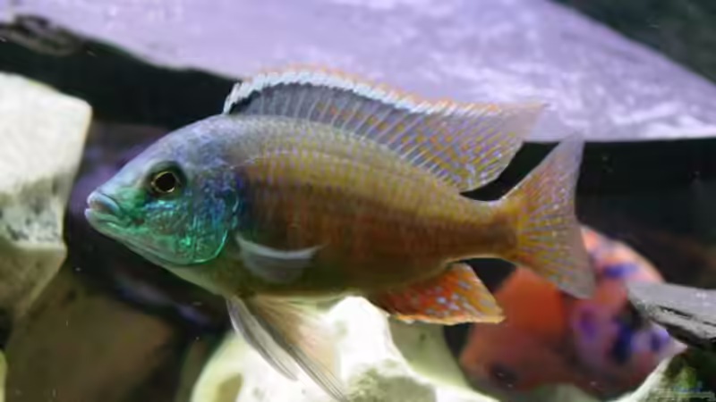 Besatz im Aquarium Becken 424 von Alex Bertram (15)