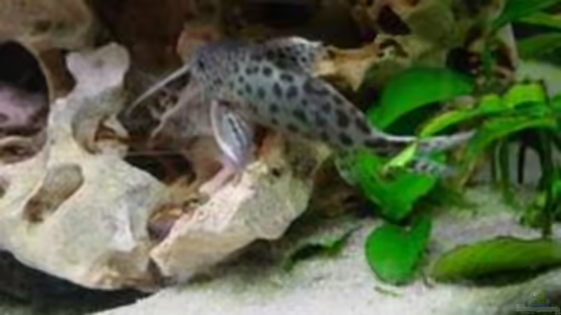 Besatz im Aquarium Becken 424 von Alex Bertram (16)