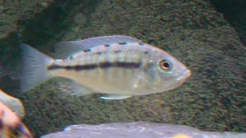 Besatz im Aquarium Becken 424 von Alex Bertram (17)