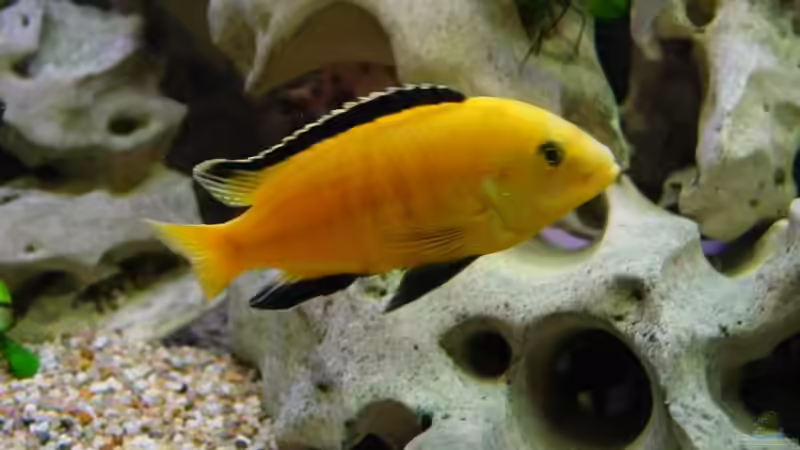 Besatz im Aquarium Becken 424 von Alex Bertram (18)