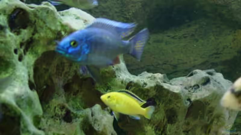 Besatz im Aquarium Becken 424 von Alex Bertram (19)