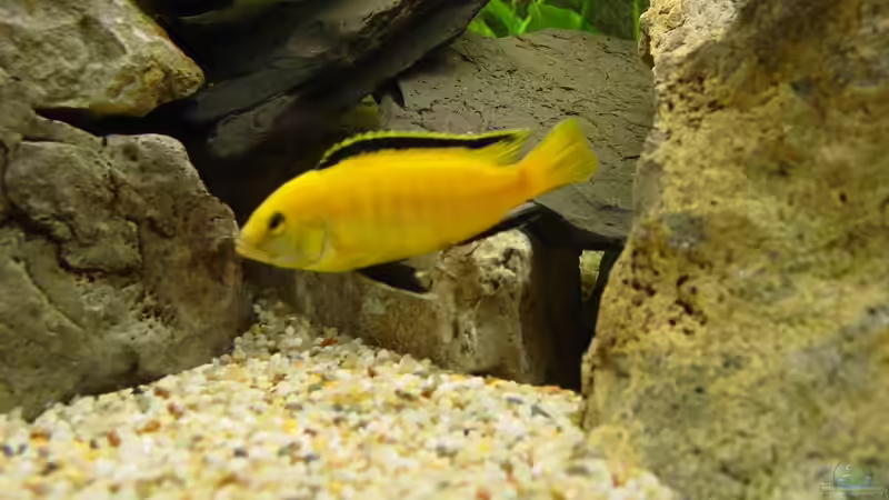 Besatz im Aquarium Becken 424 von Alex Bertram (6)