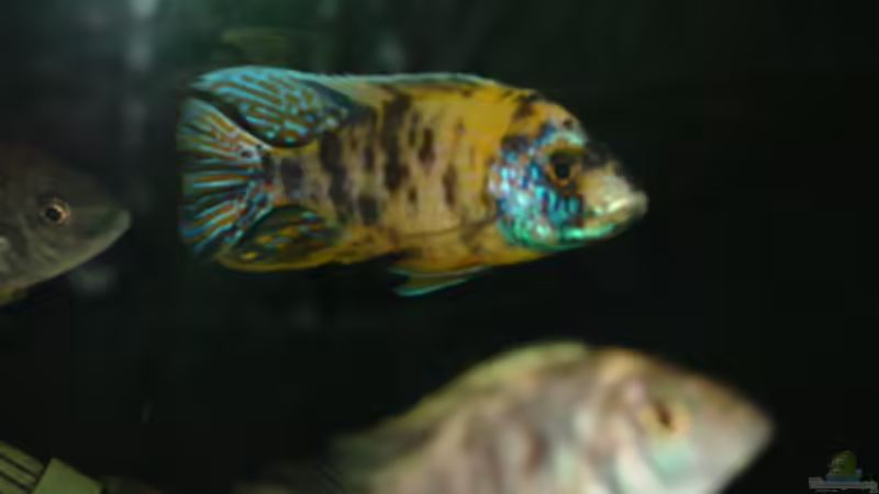 Besatz im Aquarium Becken 424 von Alex Bertram (7)