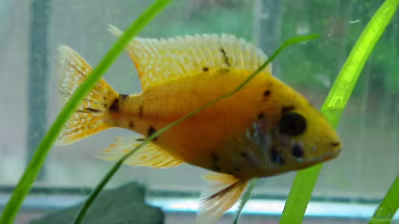 Besatz im Aquarium Becken 424 von Alex Bertram (8)