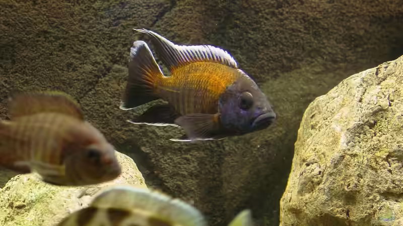 Besatz im Aquarium Becken 424 von Alex Bertram (9)