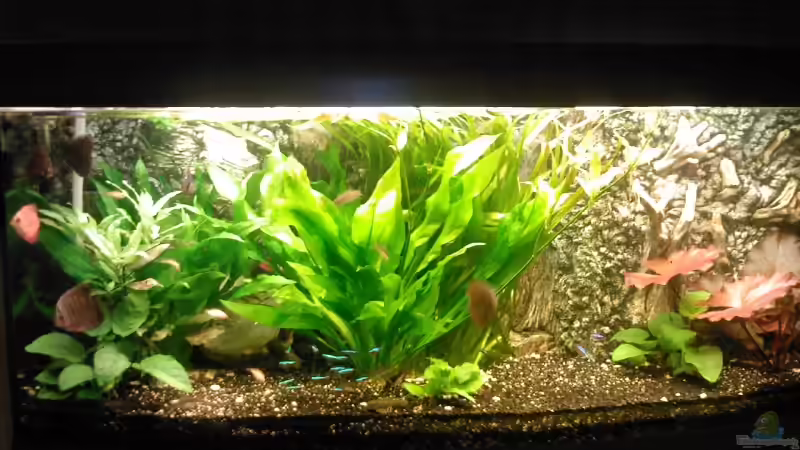 Besatz im Aquarium Becken 4244 von Tobias Höning (10)