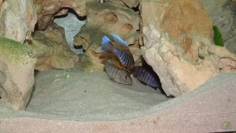 Besatz im Aquarium Becken 425 von Josef Schwarz (10)