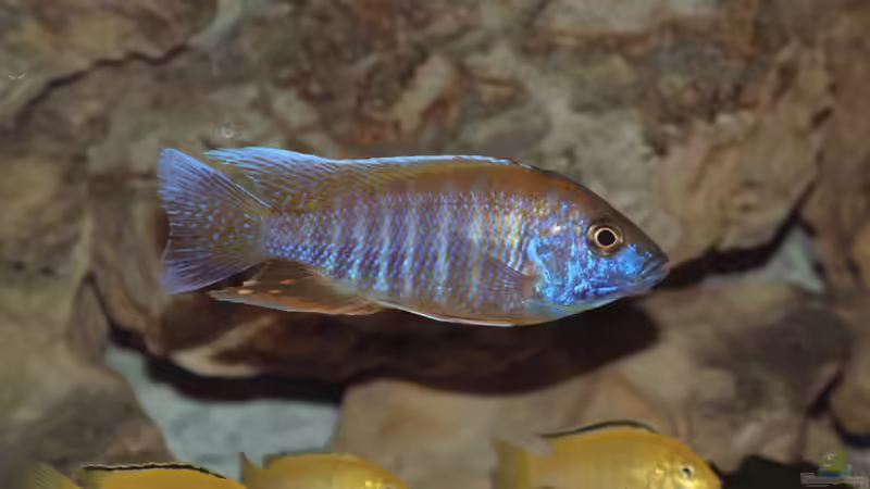 Besatz im Aquarium Becken 425 von Josef Schwarz (8)