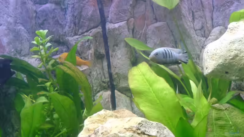 Besatz im Aquarium Becken 4252 von Joachim Arrasz (6)