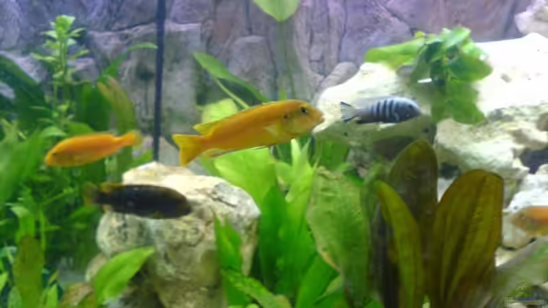 Besatz im Aquarium Becken 4252 von Joachim Arrasz (7)