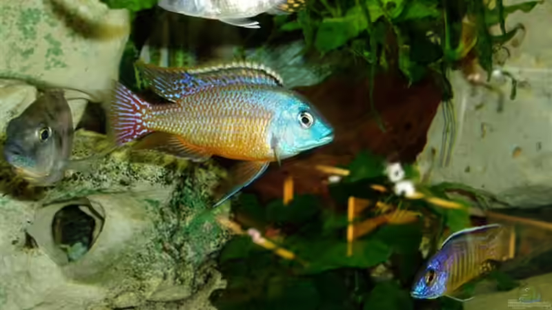 Besatz im Aquarium Becken 4259 von MalawiEder (11)