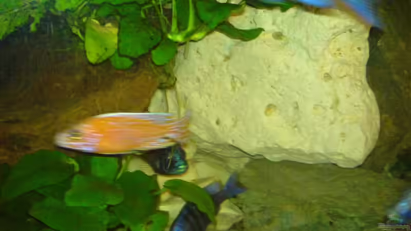 Besatz im Aquarium Becken 4259 von MalawiEder (14)