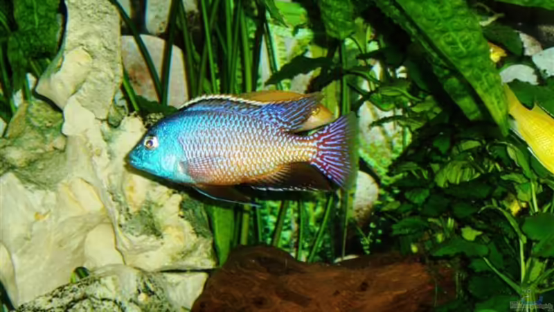 Besatz im Aquarium Becken 4259 von MalawiEder (15)