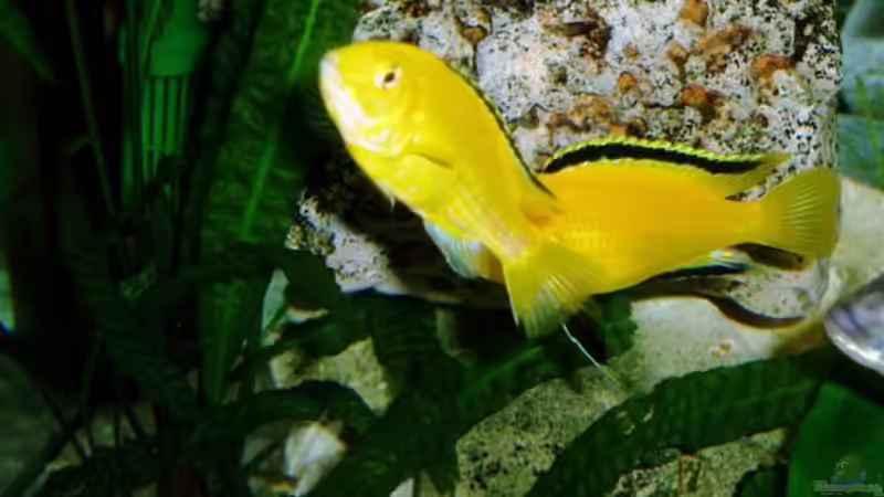 Besatz im Aquarium Becken 4259 von MalawiEder (17)