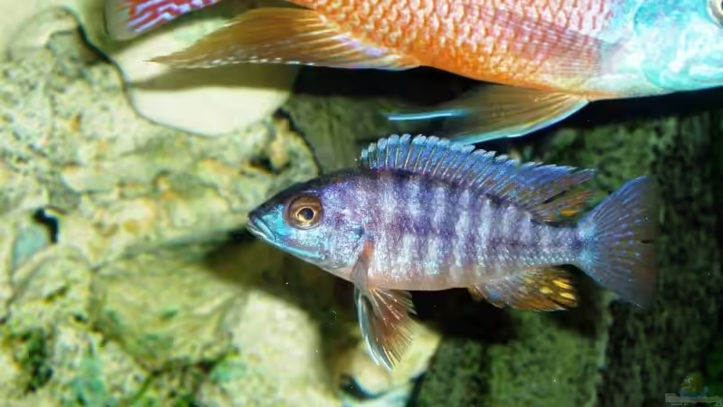 Besatz im Aquarium Becken 4259 von MalawiEder (24)