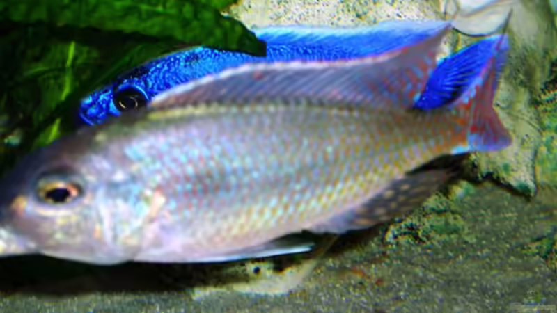 Besatz im Aquarium Becken 4259 von MalawiEder (25)